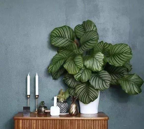 阳台种什么植物好看又耐养 98fe262ad262464d95941b99e49dc1a7.jpeg