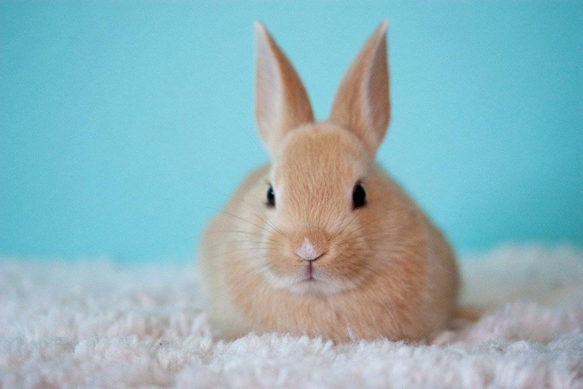 家里养兔子是福还是祸 三种人不能养兔