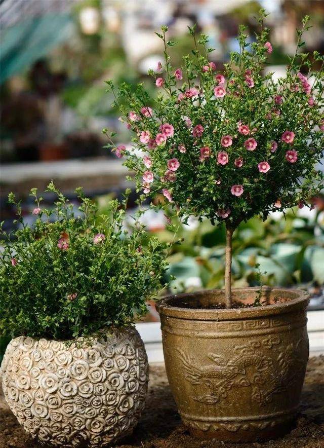 养花人都"痴迷"的3种棒棒糖花卉,立夏就能开爆盆,造型优美_手机搜狐网