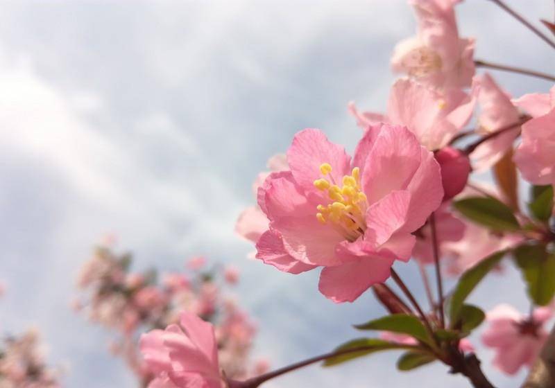 在5月上旬,爱情敲门,青鸟相思,情投意合的三大星座