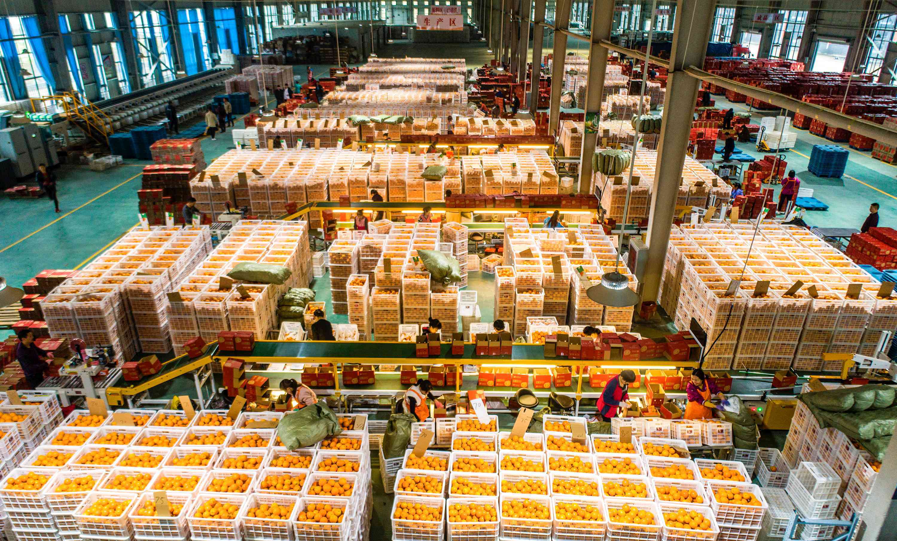 辰颐物语华中电商加工产业园内脐橙鲜果分拣包装实现全自动化