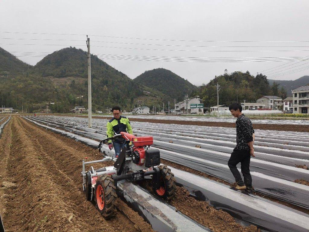 鶴峰縣全面推廣機械化菸葉種植實現減工降本菸葉提質增效