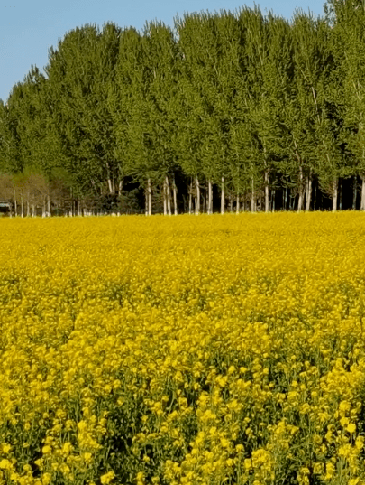 何必下江南京郊赏油菜花海金黄灿烂壮观震撼