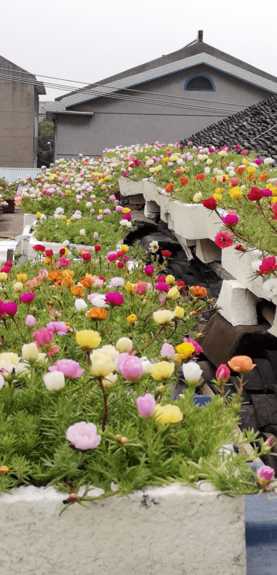 4种花可以种起来,都是开花小劳模,越养花园越漂亮