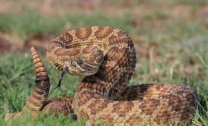 梦之谜语，被蛇缠绕的寓意与响尾蛇的附身——一场关于自我觉醒与蜕变的探索