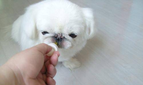狗为啥不喜欢吃药 28b1ad0c13c540d7a65aa7f103b4670e.jpeg