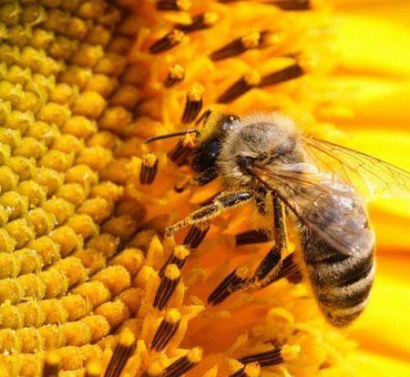 蜂花粉的作用与功效解密美容养颜必备良方 食用