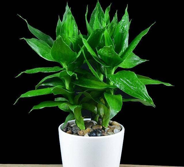 富贵竹怎么养才能更绿 44129e9442424c2695526de25e33ae5d.jpeg