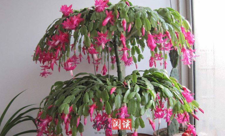 蟹爪兰怎么才能开很多花 551615d1e04a484e83e8ac16ca534bbd.jpeg