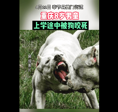 中途却遭邻居家养的狗撕咬,只有数百米的距离