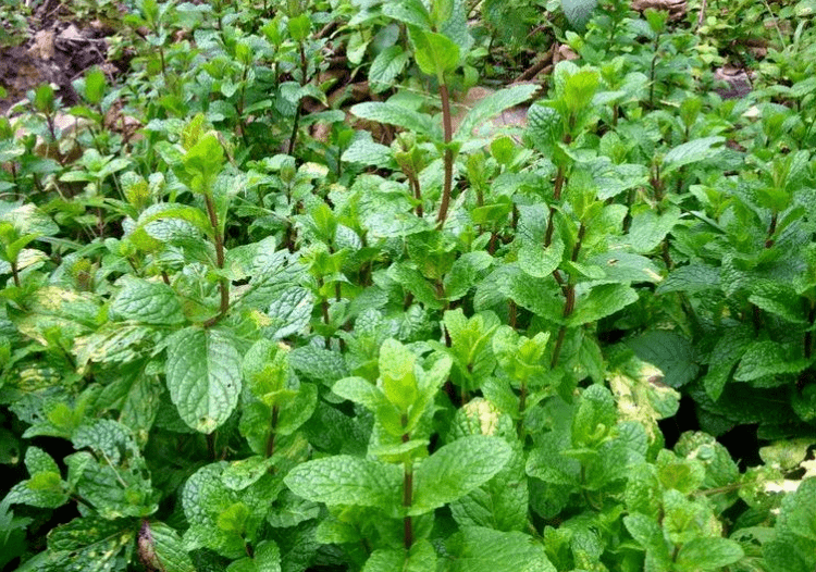 在我們的中草藥實踐基地,夏天,師生們採集薄荷葉,多采一些,既可以消炎