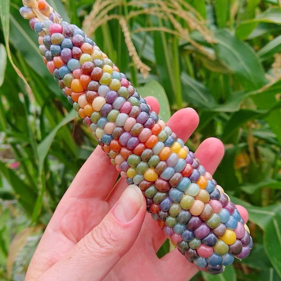 科学网—[感慨，搜集] 相关性与因果性：彩色的玉米 - 杨正瓴的博文