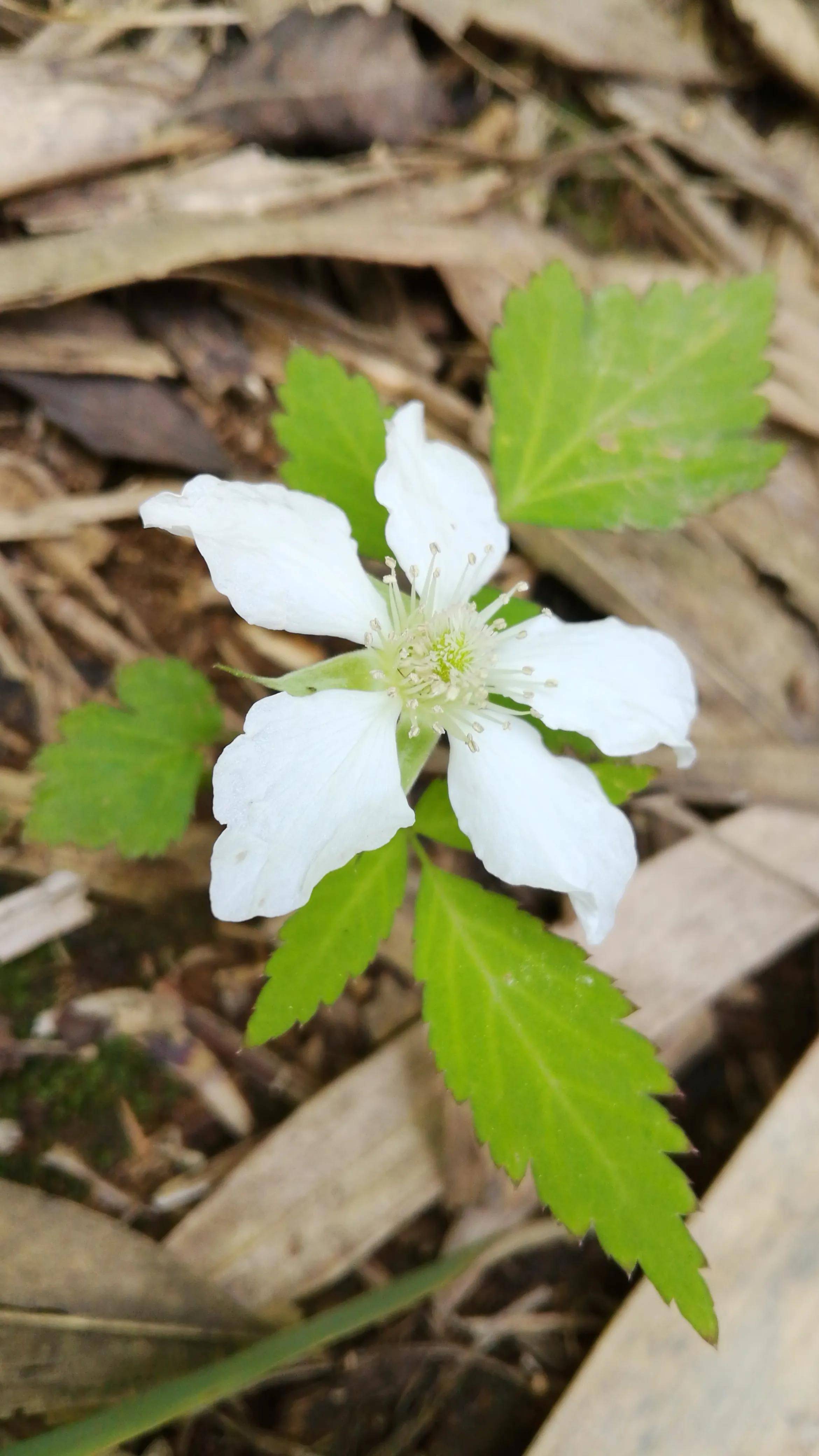 湖南资兴罗仙岭崖壁上的杜鹃花竹林里的蓬蘽lei花