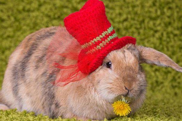 一般兔子的速度是多少 0b9027397841452b934c342e99045a99.jpeg