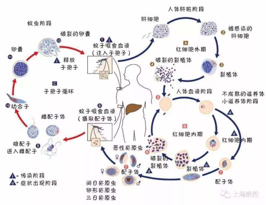 瘧疾的主要症狀