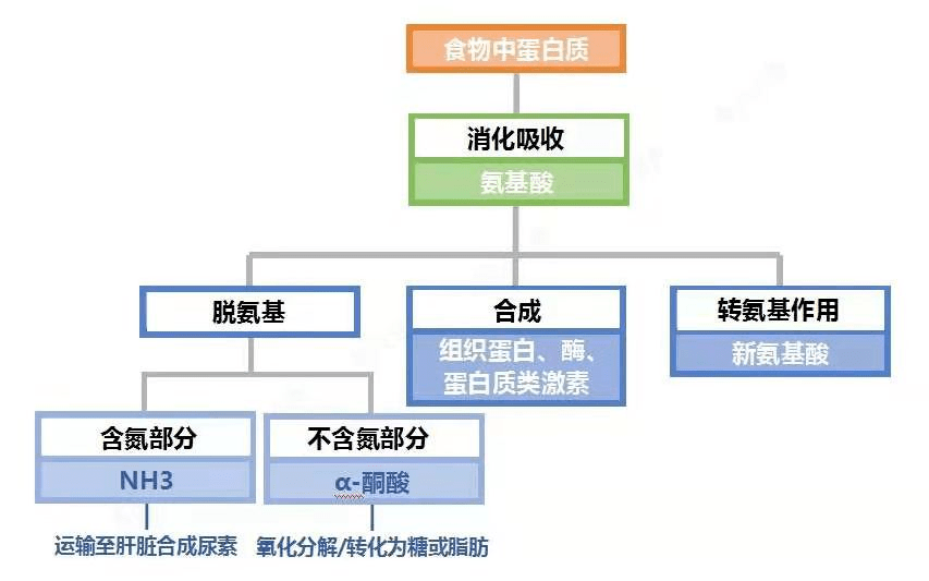 植物性健康饮食素食_从饮食说健康老年人饮食养生密码_广州市食尚国味饮食怎么样