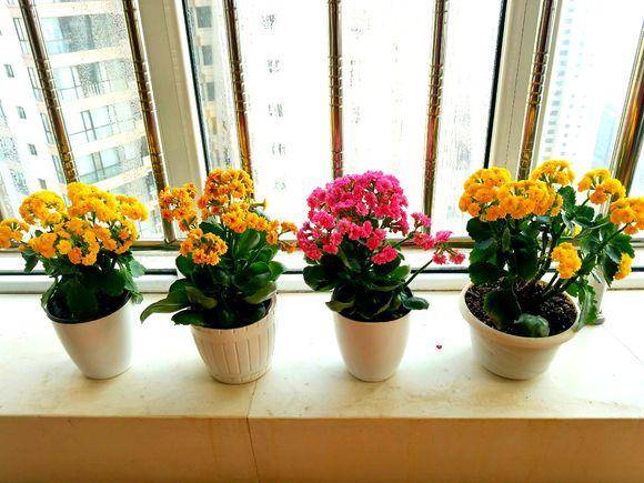 盆栽花卉名贵 6b186695cfea4b39b71c97a79f4520d6.jpeg