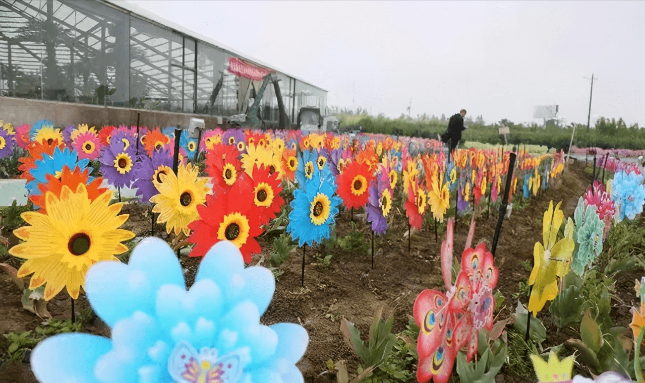 汝南东方神韵景区50万余只风车打造梦幻童话世界