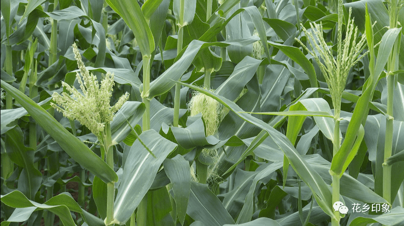 玉米界的扛把子,玉米笋抢先c位出道!_种植