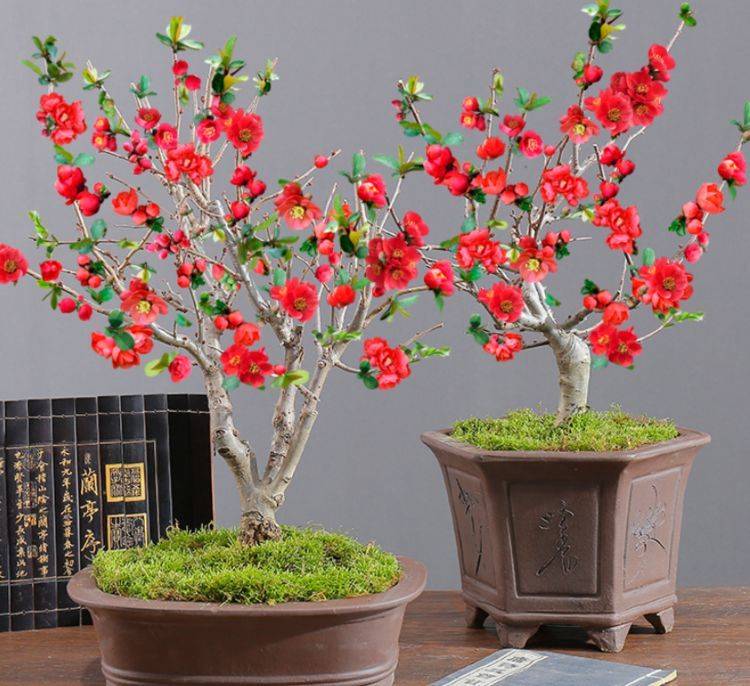 此种花卉,被誉为花卉界的红宝石,高端大气上档次_海棠花