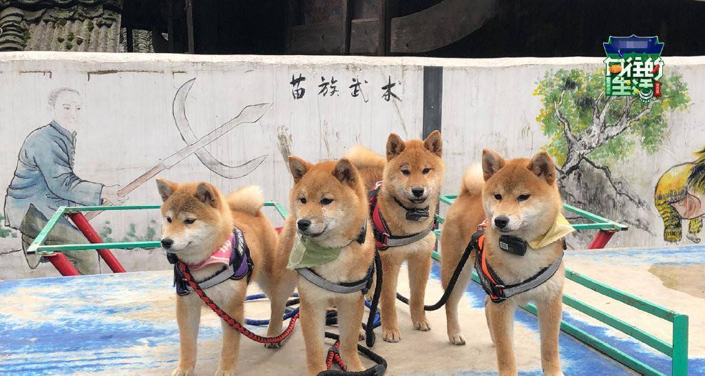 蘑菇屋第一季在哪里播放 fcb4730a9dbd49248c54a9871dff24e9.jpeg