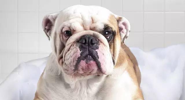 狗为啥会护食 db8c7263f5774b2195dee7d118493a21.jpeg