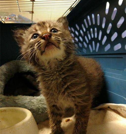 猫咪叫声吸引猫过来 2198e83daa6b40d5b7c00b215c0ed274.jpeg