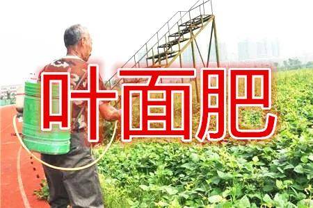 叶面施肥 三大错 特别是第二错 99 的种植户都犯了 效果