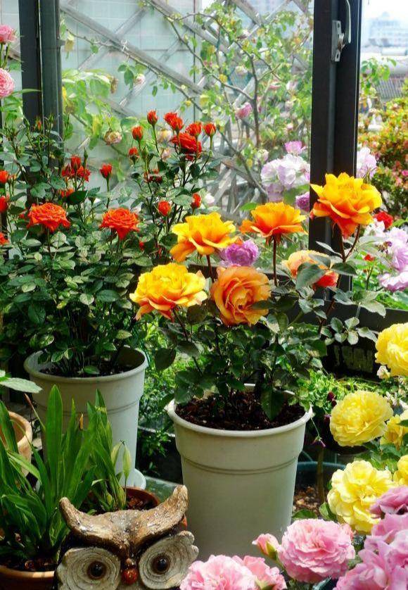 月季花怎样才能不生红蜘蛛 cc12a2c999e24598827a528e915e2de4.jpeg