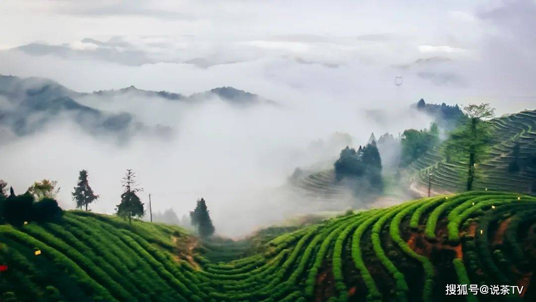 茶叶|培养工匠、赋能茶企，且看寿宁这场制茶能手赛！