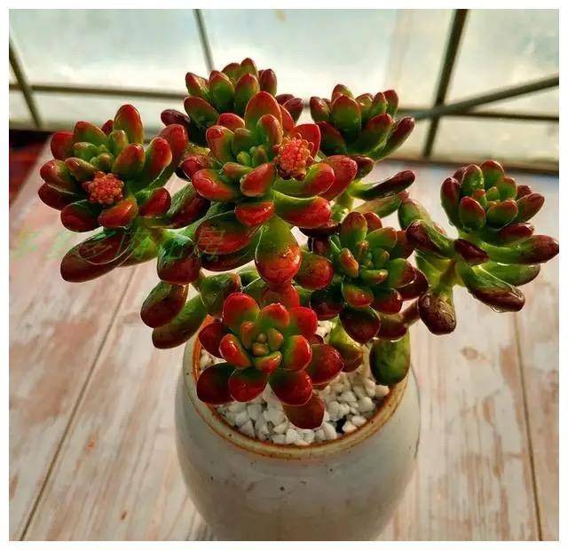 自带香气的松绿多肉叶片肥美又好养颜值超高超可爱