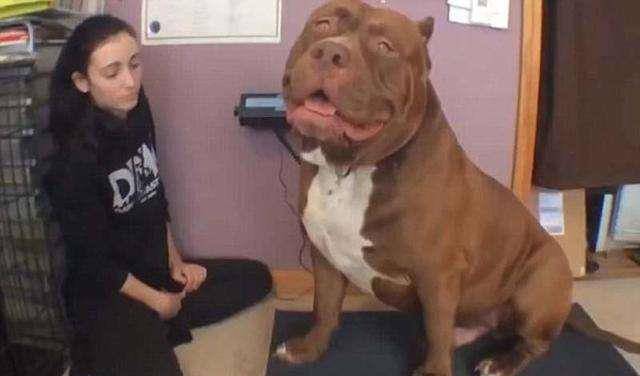 斗牛犬排行_美国AKC犬业协会法国斗牛犬历年排行一(2001-2017年)