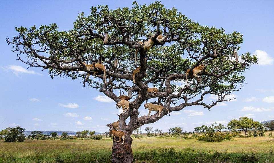 树上有个好地方在哪看完整版 0e03fb22f891419e9ab67aa9b017d8d2.jpeg