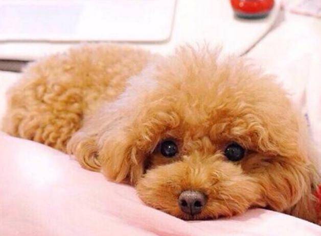 便宜实惠的狗粮推荐泰迪 ad19802e05d1451895cda1f06a96024a.jpeg