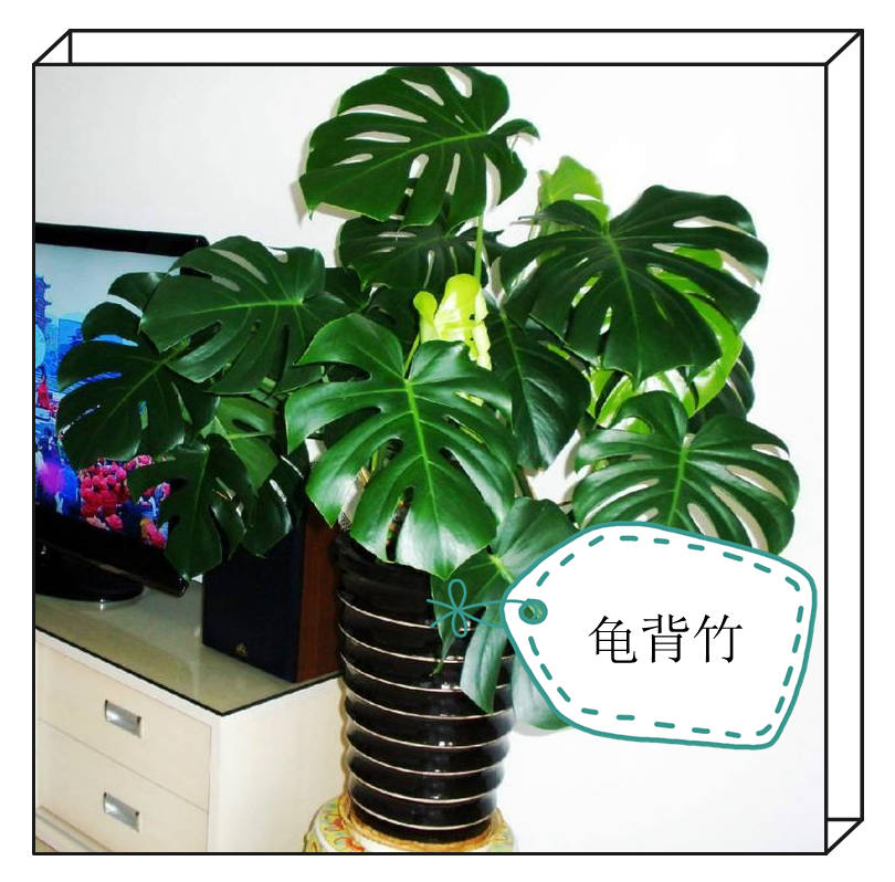 龟背竹怎么养才能不散 f0e4850cc73f4e9f89711e6719eb7946.jpeg