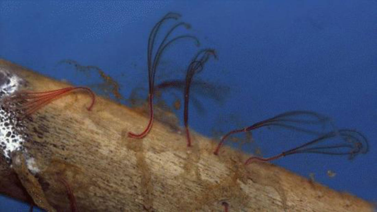 鲸落万物生滋养海底12000种生物其中的食骨蠕虫又有几人知