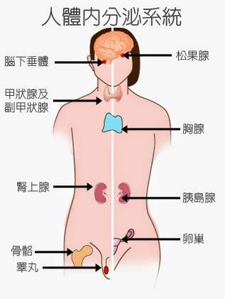 人體八大系統內分泌系統