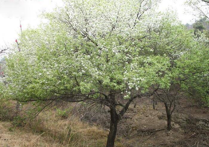 过去农村多见的杜梨树 被老人称为 浑身是宝 如今却无人种植 树木