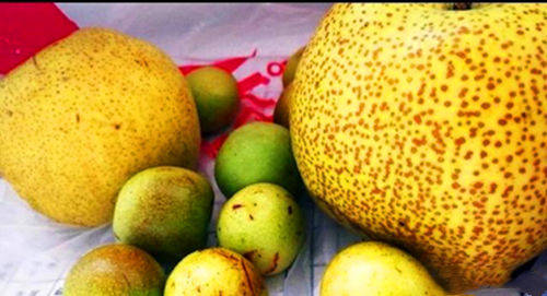 马皇后送给刘伯温一梨两枣,刘伯温收到礼物后,选择告老还乡