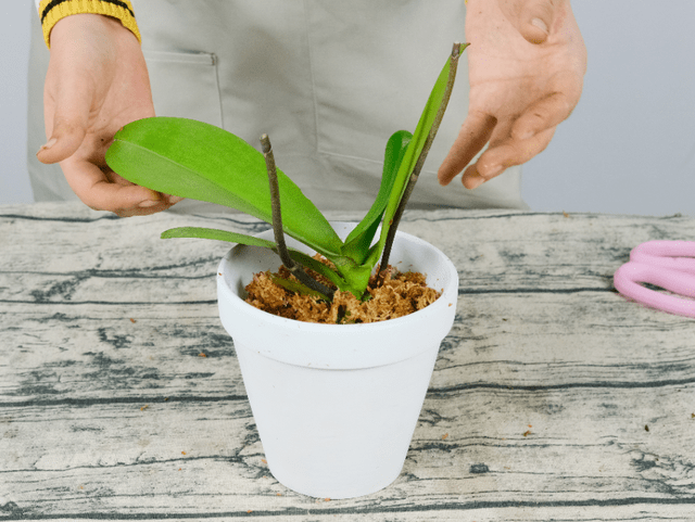 蝴蝶兰怎样换水苔视频 a1768b8170be472490c4652662d23c05.png