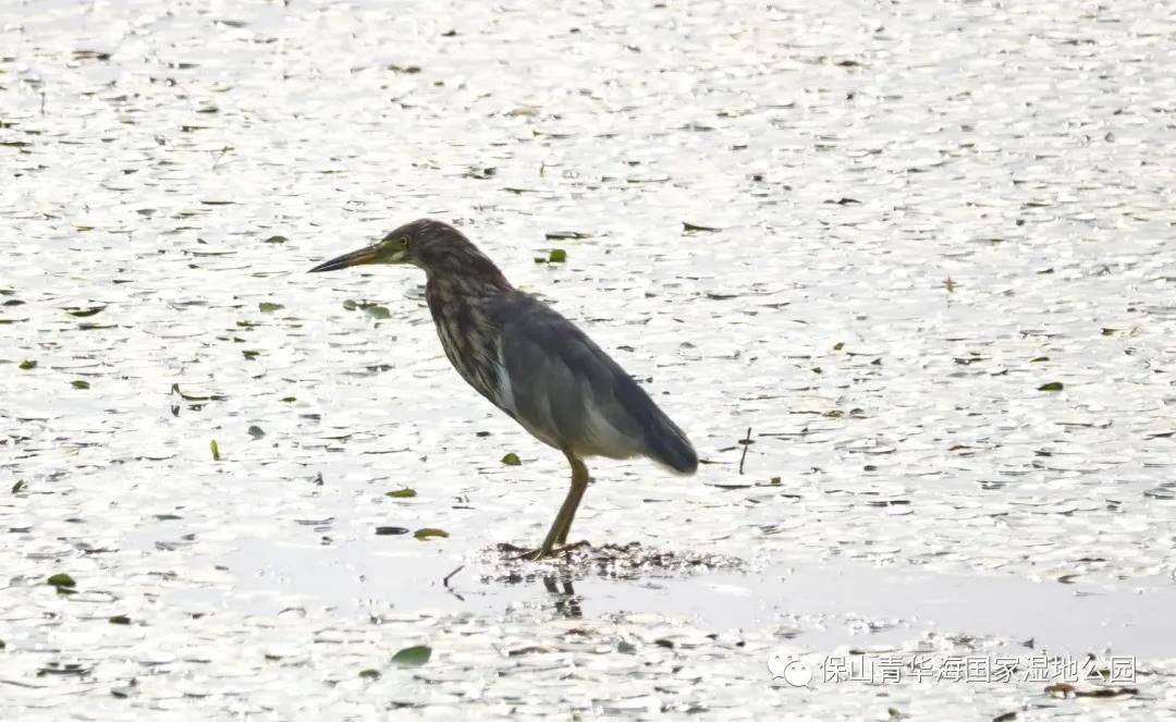 鸟讯10 池鹭 黄苇鳽 钱文4月25(上,26日(下)摄鸟讯9 黄苇鳽 栗苇