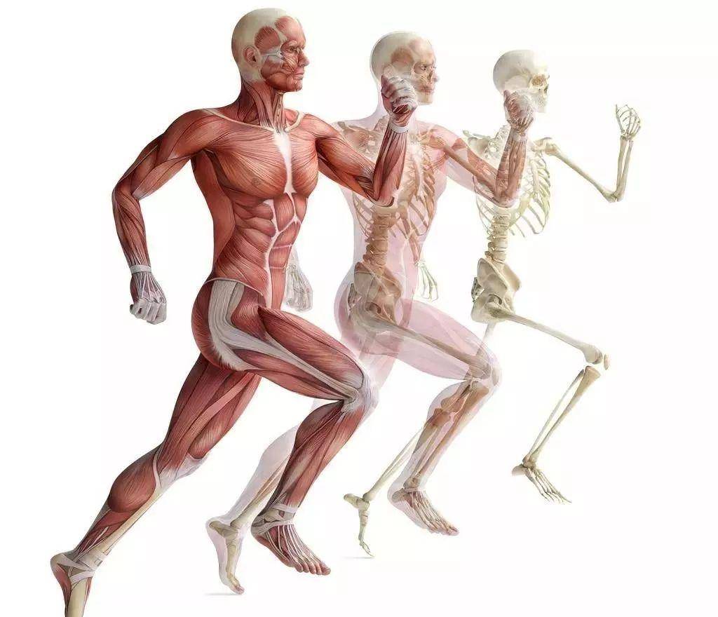 人体运动系统概念图图片