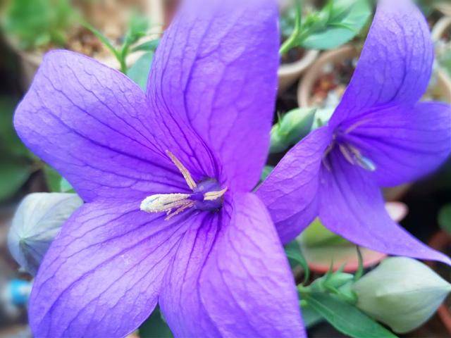 盆栽桔梗花小颜色淡 改善一下养护条件 花大花多 颜色清雅悦目 花友