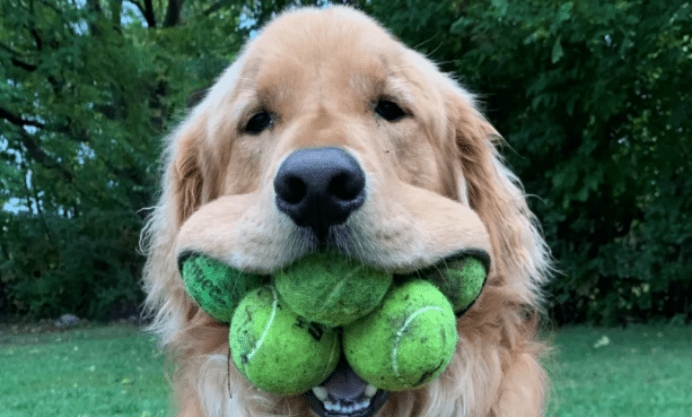 哪种动物的嘴能张得最大?冠军集合蛇和鲸鱼的优点,嘴能张大五倍