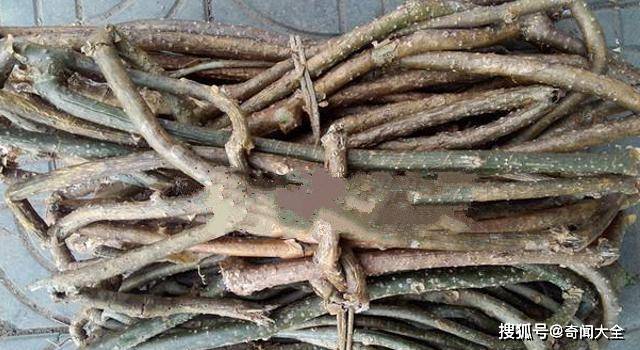 它就是"捆仙绳",农村砍柴常用到,但今后请保护,因为价值很高