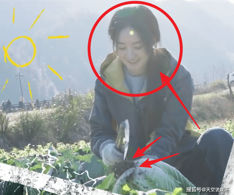 原创赵丽颖不受风波影响下地挖白菜看清动作是否作秀很显然