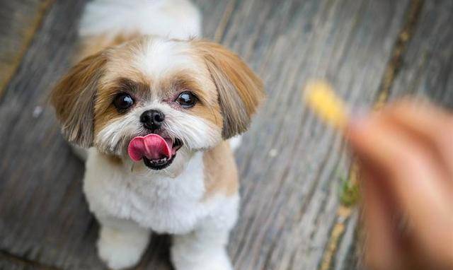 短鼻犬容易有呼吸问题 想养好法斗等狗狗 主人要注意4个问题 呼吸道