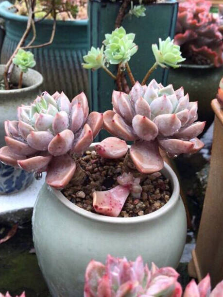 淋过雨的多肉都很美 雨可以淋 但是这6件事不能忘 雨水