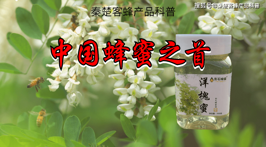 刺槐树多高