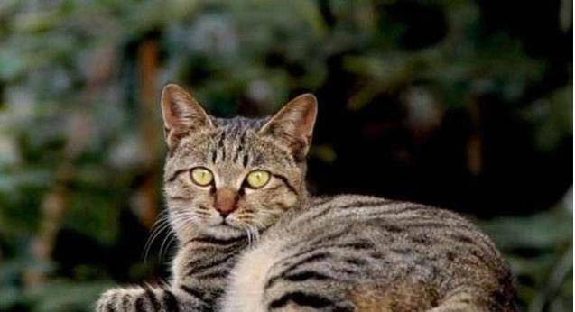 周公解梦，梦中猫咪的变与不变——从被打的猫咪到守护的转变